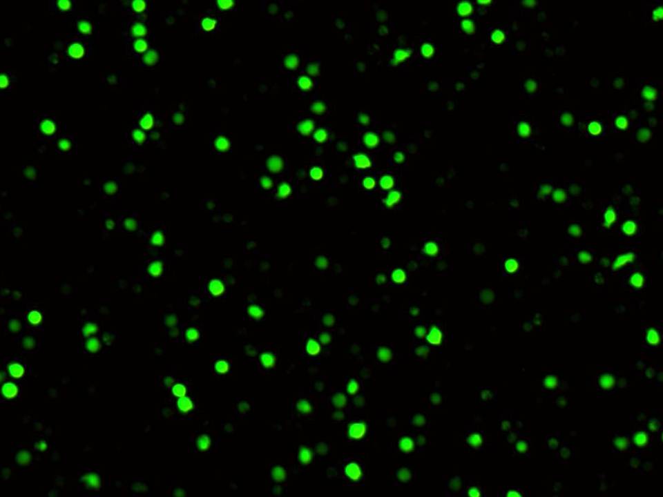 NEPA21 / Primary BMMC - Mouse Bone Marrow-Derived Mast Cells - Transfection Efficiency 78 per cent